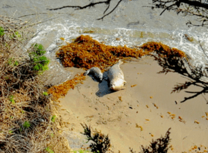 Hike through Point Lobos State Park, where, in addition to breathtaking views, you can see seals, otters, sea birds and maybe spot a whale.
