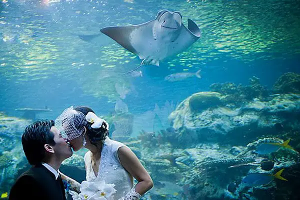 Aquarium of the Pacific - WeddingCompass.com