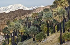 mountainside view of palm trees